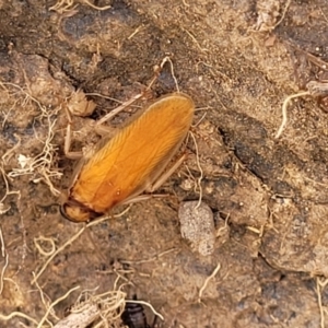 Johnrehnia contraria at Whitlam, ACT - 10 Feb 2024