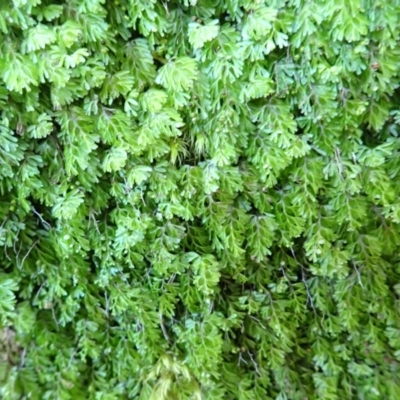 Hymenophyllum cupressiforme (Common Filmy Fern) at Twelve Mile Peg, NSW - 8 Feb 2024 by plants