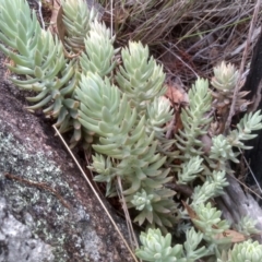 Sedum rupestre (Rocky Stonecrop or Deflexed Stonecrop) at Cooma, NSW - 10 Feb 2024 by mahargiani