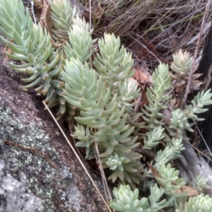 Sedum rupestre at Cooma North Ridge Reserve - 10 Feb 2024 11:46 AM