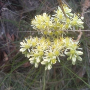 Sedum rupestre at Cooma North Ridge Reserve - 10 Feb 2024 11:46 AM