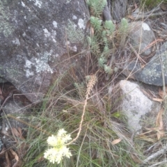 Sedum rupestre at Cooma North Ridge Reserve - 10 Feb 2024 11:46 AM