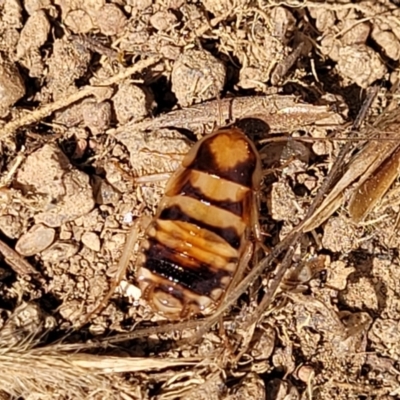 Robshelfordia sp. (genus) (A Shelford cockroach) at Whitlam, ACT - 10 Feb 2024 by trevorpreston