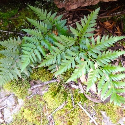 Davallia solida var. pyxidata (Hare's Foot Fern) at Twelve Mile Peg, NSW - 8 Feb 2024 by plants