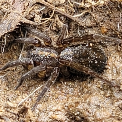 Dolomedes sp. (genus) at Whitlam, ACT - 10 Feb 2024 by trevorpreston