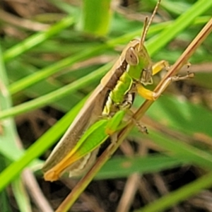 Bermius brachycerus at Whitlam, ACT - 10 Feb 2024 12:39 PM