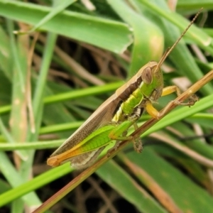 Bermius brachycerus at Whitlam, ACT - 10 Feb 2024