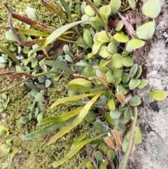 Pyrrosia rupestris (Rock Felt Fern) at Twelve Mile Peg, NSW - 8 Feb 2024 by plants