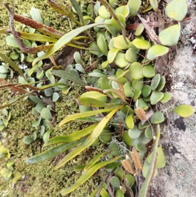 Pyrrosia rupestris (Rock Felt Fern) at Twelve Mile Peg, NSW - 8 Feb 2024 by plants