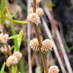 Alternanthera denticulata (Lesser Joyweed) at Whitlam, ACT - 10 Feb 2024 by trevorpreston