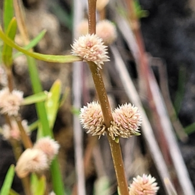 Alternanthera denticulata (Lesser Joyweed) at Whitlam, ACT - 10 Feb 2024 by trevorpreston