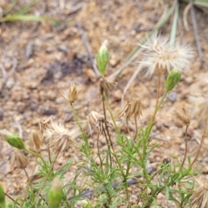 Vittadinia muelleri at Whitlam, ACT - 10 Feb 2024