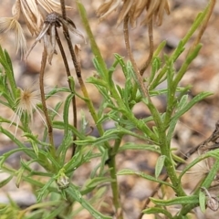 Vittadinia muelleri at Whitlam, ACT - 10 Feb 2024