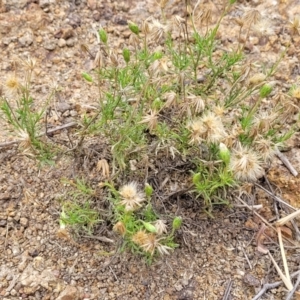 Vittadinia muelleri at Whitlam, ACT - 10 Feb 2024