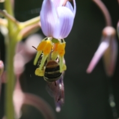 Lipotriches (Austronomia) phanerura (Halictid Bee) at Lyons, ACT - 18 Nov 2020 by ran452