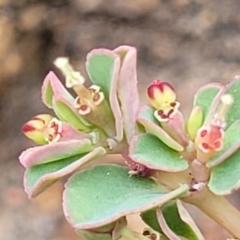 Euphorbia dallachyana (Mat Spurge, Caustic Weed) at Whitlam, ACT - 10 Feb 2024 by trevorpreston