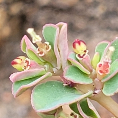 Euphorbia dallachyana (Mat Spurge, Caustic Weed) at Whitlam, ACT - 10 Feb 2024 by trevorpreston