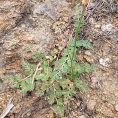 Euphorbia dallachyana at Whitlam, ACT - 10 Feb 2024