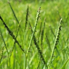 Paspalum distichum (Water Couch) at Whitlam, ACT - 10 Feb 2024 by trevorpreston