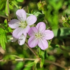 Geranium sp. Pleated sepals (D.E.Albrecht 4707) Vic. Herbarium at Whitlam, ACT - 10 Feb 2024 by trevorpreston