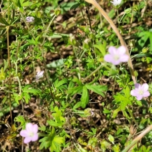 Geranium sp. Pleated sepals (D.E.Albrecht 4707) Vic. Herbarium at Whitlam, ACT - 10 Feb 2024