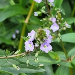 Veronica anagallis-aquatica (Blue Water Speedwell) at Whitlam, ACT - 10 Feb 2024 by trevorpreston