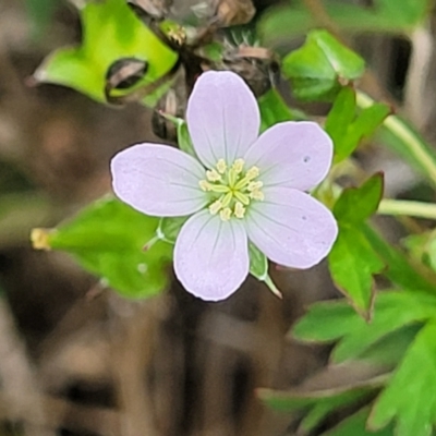 Geranium sp. Pleated sepals (D.E.Albrecht 4707) Vic. Herbarium at Molonglo River Reserve - 10 Feb 2024 by trevorpreston