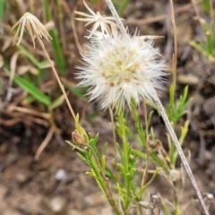 Vittadinia muelleri (Narrow-leafed New Holland Daisy) at Whitlam, ACT - 10 Feb 2024 by trevorpreston