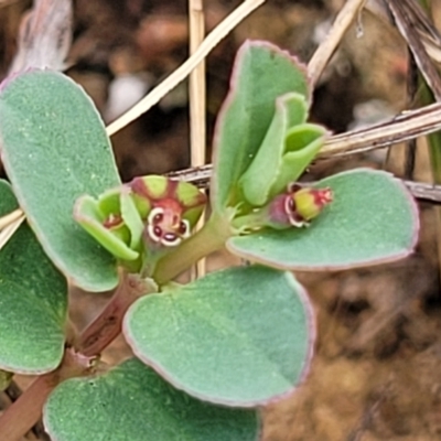 Euphorbia dallachyana (Mat Spurge, Caustic Weed) at Whitlam, ACT - 10 Feb 2024 by trevorpreston