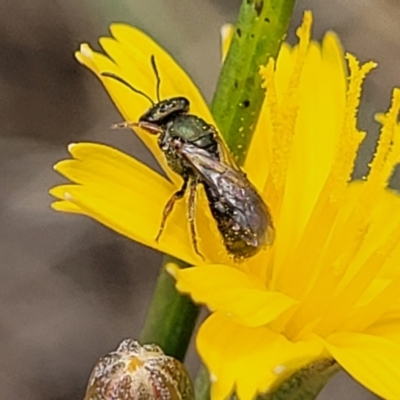 Lasioglossum (Homalictus) urbanum (Furrow Bee) at Whitlam, ACT - 10 Feb 2024 by trevorpreston