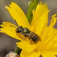 Lasioglossum (Homalictus) urbanum at Molonglo River Reserve - 10 Feb 2024 12:16 PM