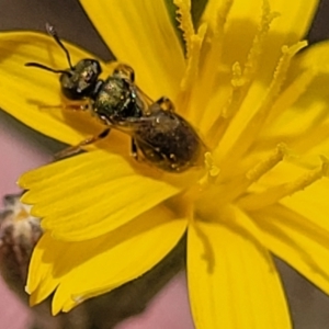 Lasioglossum (Homalictus) urbanum at Molonglo River Reserve - 10 Feb 2024 12:16 PM