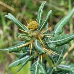 Xanthium spinosum (Bathurst Burr) at Whitlam, ACT - 10 Feb 2024 by trevorpreston