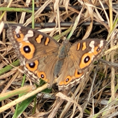 Junonia villida (Meadow Argus) at Whitlam, ACT - 10 Feb 2024 by trevorpreston