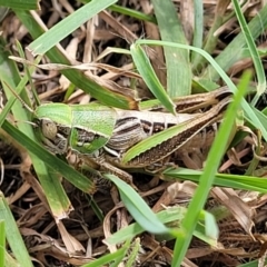 Praxibulus sp. (genus) (A grasshopper) at Whitlam, ACT - 10 Feb 2024 by trevorpreston