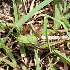 Praxibulus sp. (genus) at Whitlam, ACT - 10 Feb 2024