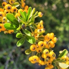 Pyracantha fortuneana (Firethorn) at Whitlam, ACT - 10 Feb 2024 by trevorpreston