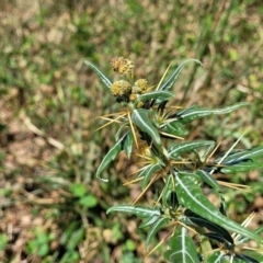 Xanthium spinosum at Whitlam, ACT - 10 Feb 2024