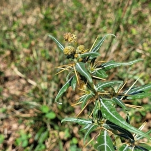 Xanthium spinosum at Whitlam, ACT - 10 Feb 2024