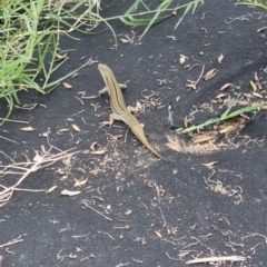 Ctenotus robustus (Robust Striped-skink) at Coombs, ACT - 10 Feb 2024 by AcornAnie