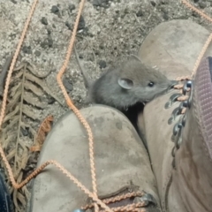 Unidentified Mouse at Wollemi National Park - 10 Feb 2024 by Zegas