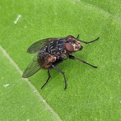 Calliphoridae (family) (Unidentified blowfly) at QPRC LGA - 10 Feb 2024 by MatthewFrawley
