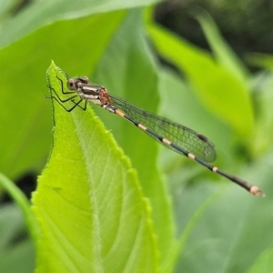 Austrolestes leda at QPRC LGA - 10 Feb 2024