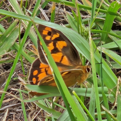 Heteronympha penelope (Shouldered Brown) at QPRC LGA - 10 Feb 2024 by MatthewFrawley