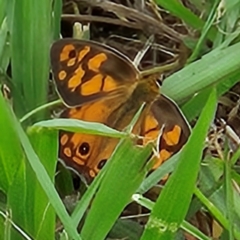 Heteronympha penelope at QPRC LGA - 10 Feb 2024 12:29 PM