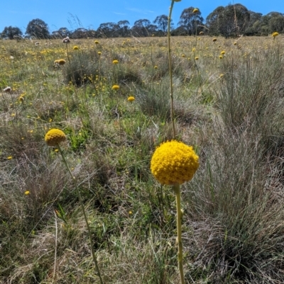 Craspedia sp. (Billy Buttons) at Kosciuszko National Park - 8 Feb 2024 by HelenCross