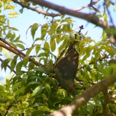 Ptilonorhynchus violaceus (Satin Bowerbird) at Richardson, ACT - 10 Feb 2024 by MB