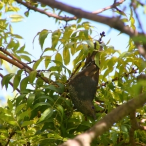 Ptilonorhynchus violaceus at Richardson, ACT - 10 Feb 2024