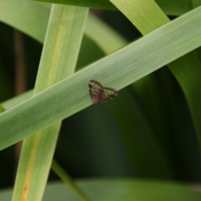 Scolypopa australis (Passionvine hopper, Fluffy bum) at Richardson, ACT - 10 Feb 2024 by MB