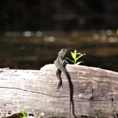 Intellagama lesueurii howittii (Gippsland Water Dragon) at Kosciuszko National Park - 3 Feb 2019 by MB